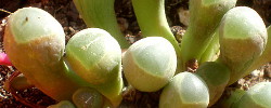 Cuidados de la planta crasa Fenestraria rhopalophylla o Planta ventana.
