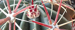 Cuidados de la planta Ferocactus latispinus o Lengua del diablo.