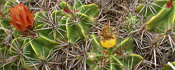 Cuidados del cactus Ferocactus robustus o Biznaga de piñita.