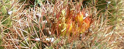 Cuidados de la planta Ferocactus stainesii o Biznaga de barril.