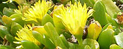 Care of the succulent plant Glottiphyllum longum or Tongue Leaf Plant.