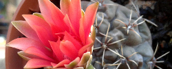 Cuidados del cactus Gymnocalycium baldianum o Cactus chin enano.