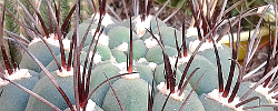 Cuidados del cactus Gymnocalycium pflanzii o Echinocactus pflanzii.