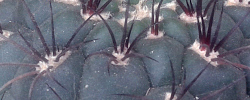 Cuidados de la planta Gymnocalycium saglionis o Cactus chin gigante.