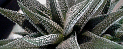 Care of the succulent plant Haworthia pumila or Pearl Plant.