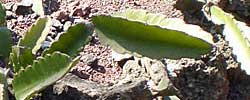 Care of the plant Hylocereus undatus or Dragon fruit.