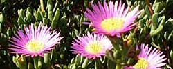Cuidados de la planta Lampranthus falcatus o Flor de mediodía.