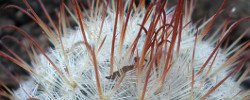 Cuidados de la planta Mammillaria bombycina o Biznaga de seda.