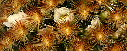 Cuidados de la planta Mammillaria carmenae o Biznaga de la Reja.