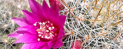 Care of the cactus Mammillaria crinita or Pincushion Cactus.