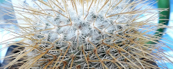 Cuidados del cactus Mammillaria flavicentra o Biznaga de espinas áureas.