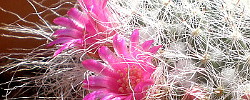 Care of the plant Mammillaria hahniana or Old Lady Pincushion.