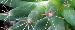 Care of the plant Mammillaria longimamma or Long Nipple Cactus.