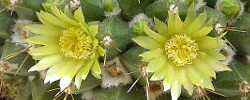 Care of the cactus Mammillaria marksiana or Neomammillaria marksiana.