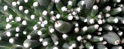 Care of the cactus Mammillaria painteri or Neomammillaria painteri.