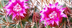 Cuidados del cactus Mammillaria rhodantha o Biznaga de flores rosadas.