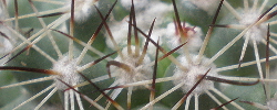 Cuidados del cactus Mammillaria schumannii o Biznaga.