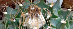 Care of the plant Obregonia denegrii or Artichoke cactus.