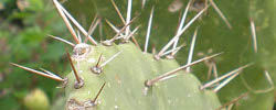 Care of the plant Opuntia phaeacantha or Desert prickly pear.