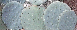 Care of the plant Opuntia robusta or Wheel cactus.