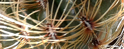Care of the cactus Oroya peruviana or Echinocactus peruvianus.