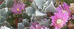 Care of the succulent plant Oscularia deltoides or Pink Ice Plant.