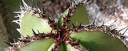 Cuidados de la planta Pachycereus marginatus o Cactus órgano.