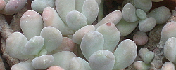 Care of the succulent plant Pachyphytum oviferum or Moonstones.