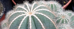 Care of the cactus Parodia magnifica or Balloon cactus.