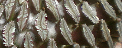 Care of the plant Pelecyphora aselliformis or Hatchet Cactus.