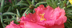 Cuidados de la planta Portulaca grandiflora o Verdolaga de flor.