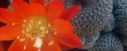 Care of the cactus Rebutia heliosa or Aylostera heliosa.
