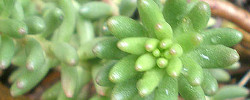 Care of the succulent plant Sedum album or White stonecrop.