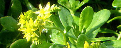 Care of the succulent plant Sedum confusum or Lesser Mexican Stonecrop.