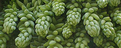 Care of the succulent plant Sedum morganianum or Donkey tail.