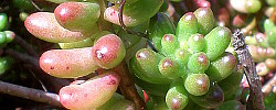 Care of the succulent plant Sedum rubrotinctum or Jelly bean plant.