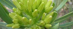 Care of the succulent plant Senecio kleinia or Kleinia neriifolia.