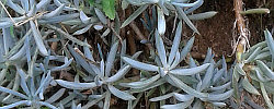 Cuidados de la planta suculenta Senecio mandraliscae o Bálsamo azul.
