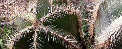 Care of the plant Stenocereus dumortieri or Candelabra cactus.