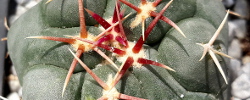 Cuidados de la planta Thelocactus hexaedrophorus o Biznaga pezón de seis lados.