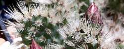Cuidados del cactus Tunilla corrugata u Opuntia longispina.