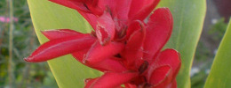 Cuidados de la planta Alpinia purpurata o Jengibre rojo.