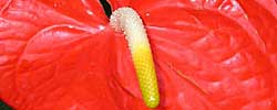 Cuidados de la planta de interior Anthurium andraeanum o Flor de flamenco.