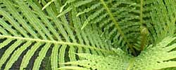 Care of the indoor plant Blechnum gibbum or Miniature tree fern.