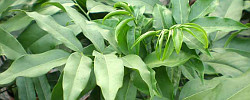 Cuidados de la planta de interior Castanospermum australe o Castaño de Australia.