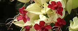 Cuidados de la planta Clerodendrum thomsoniae o Clerodendro africano.