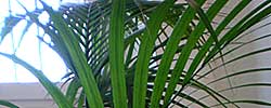 Care of the indoor plant Howea forsteriana or Kentia palm.