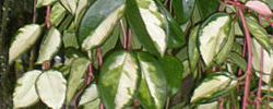 Cuidados de la planta Hoya carnosa o Flor de cera.