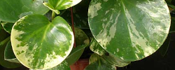 Care of the plant Peperomia magnoliifolia or Spoonleaf Peperomia.