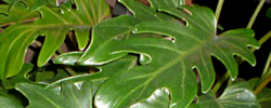 Care of the indoor plant Philodendron pinnatifidum or Comb-leaf philodendron.